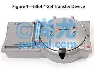 iBlot® Gel Transfer Device/ӢΫݻת