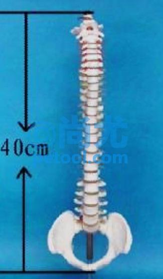 ׵̴ģ(H40cm)