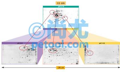 SKU:00248024,ȵ۽/PROTEANIEFSystemƬ