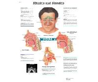 ¹ǺͼRhinitis and Sinusitis 